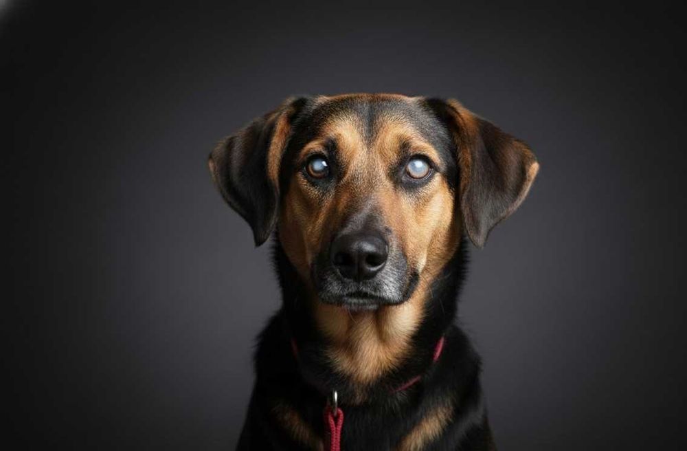 FIODOR - niewidomy psiak szuka domu