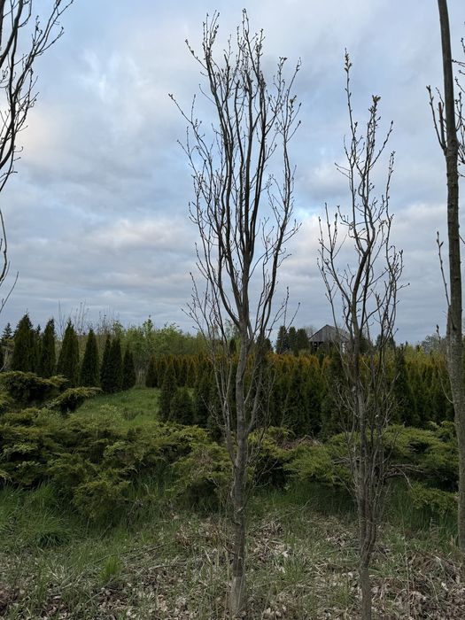 Dąb szypułkowy FASTIGIATA 16-20cm
