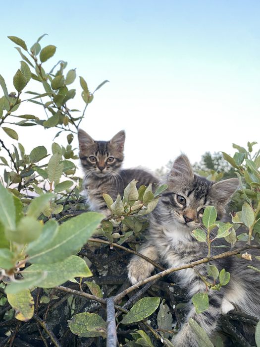 Кошенята віддам в добрі руки безкоштовно