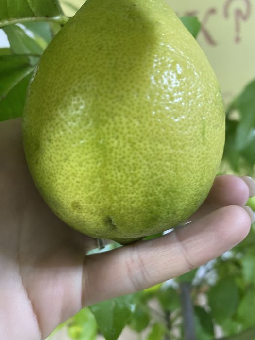 Лимон кімнатний, цитрусові