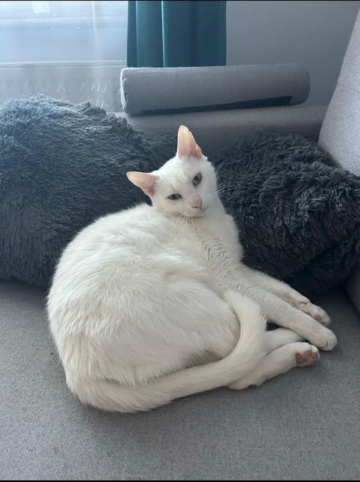 Biały kocurek szuka dobrego domku