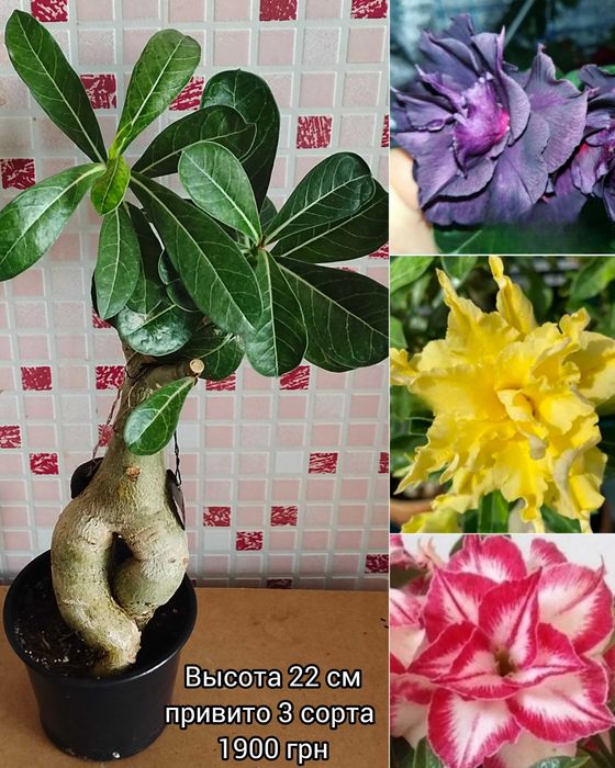 Аденіум мультипрививка з каудексом "восьминіг"