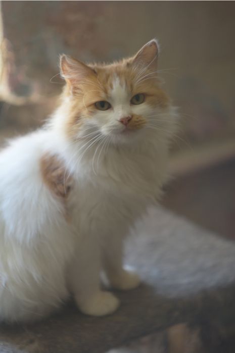 Кошка кішка кошеня молода руда біла рыжая белая