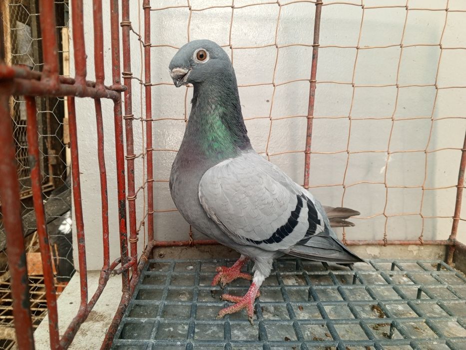 Orlik orliki belgijskie orzełek samica 2024 rok Ptaki gołębie ozdobne