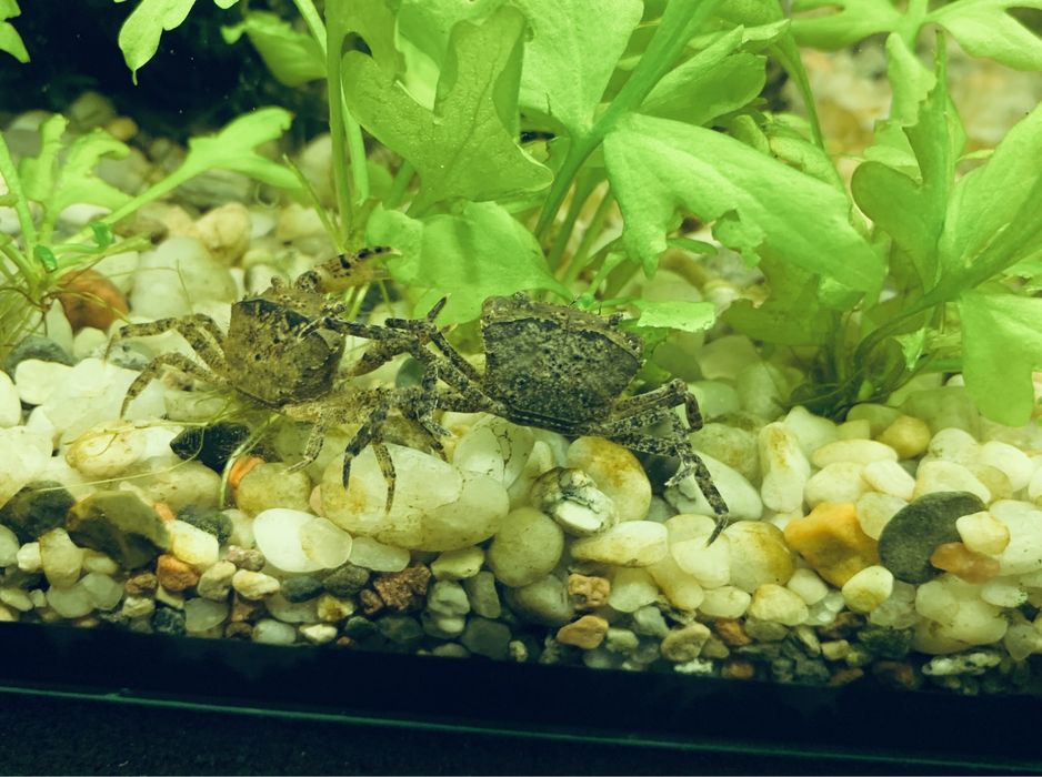 Krab wodny Mekhong thelphusa - Mini krab