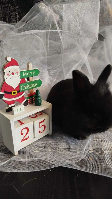 Кролики декоративні