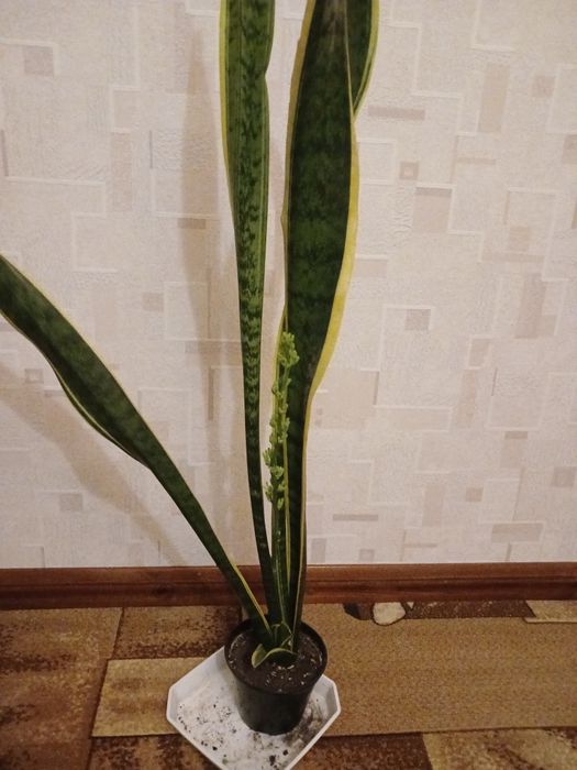 Продам комнатные цветы