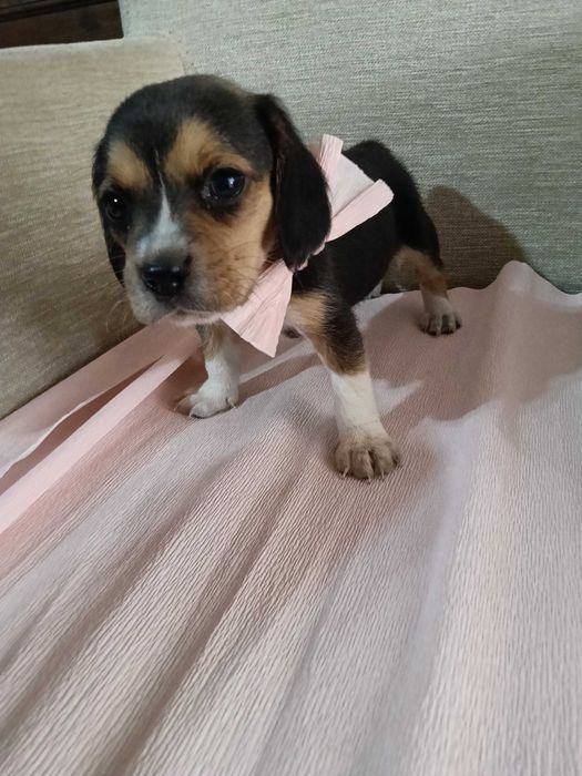 Beagle fêmea maravilhosa
