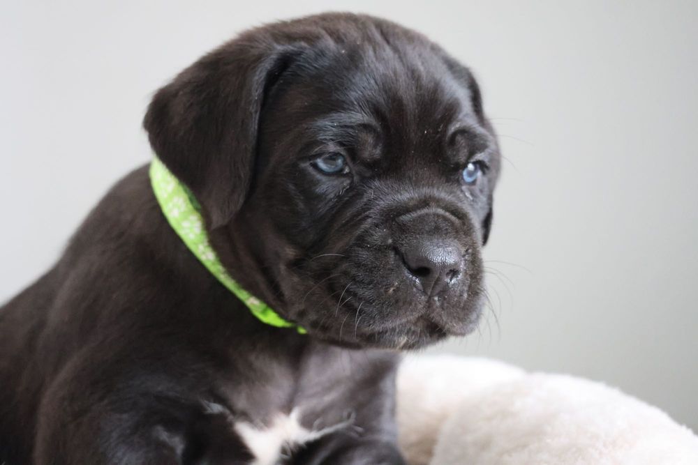Cane Corso Italiano FCI szczeniak