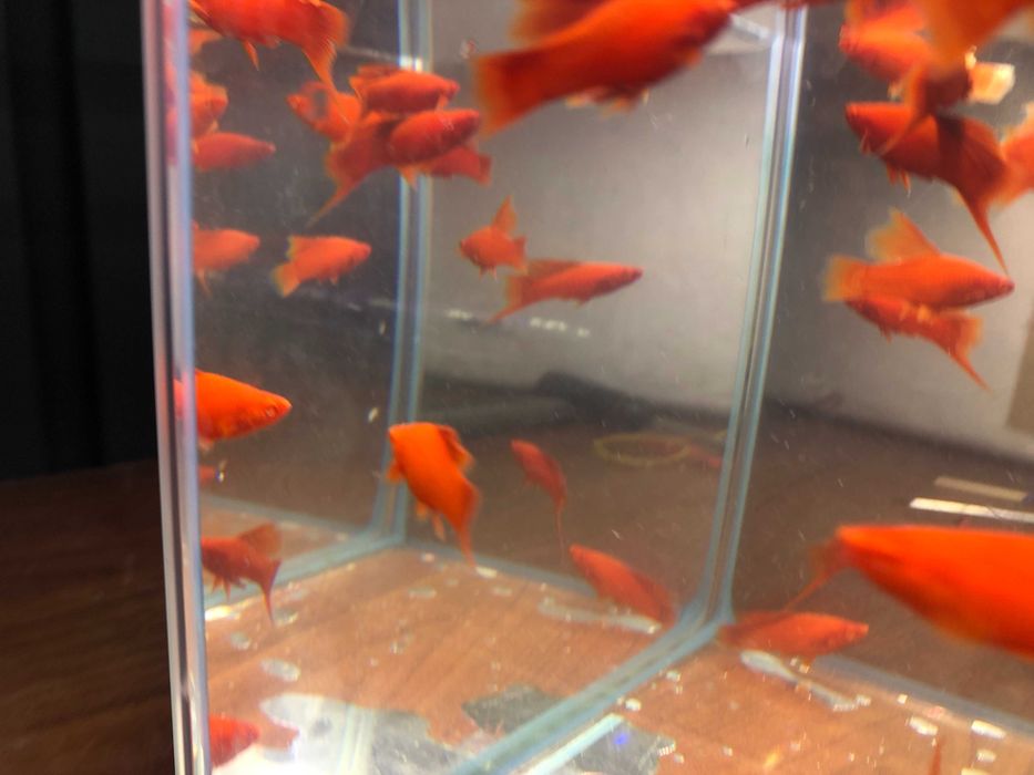 Wiedeński Delta mieczyk Red Albino