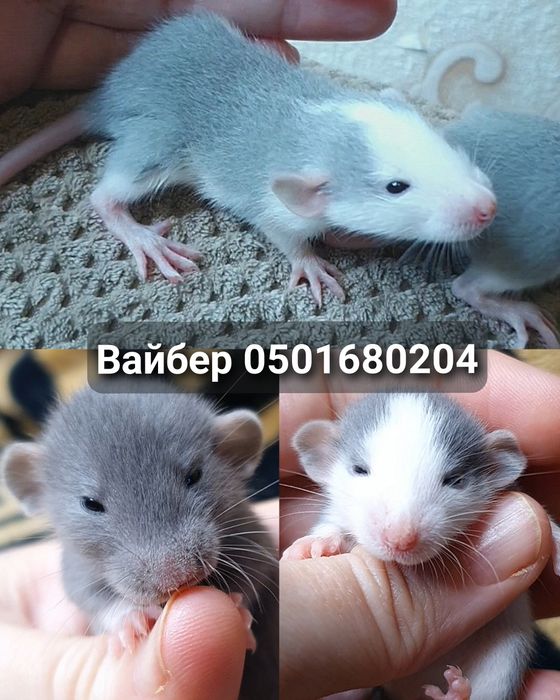 Крысята ручные крыса дамбо