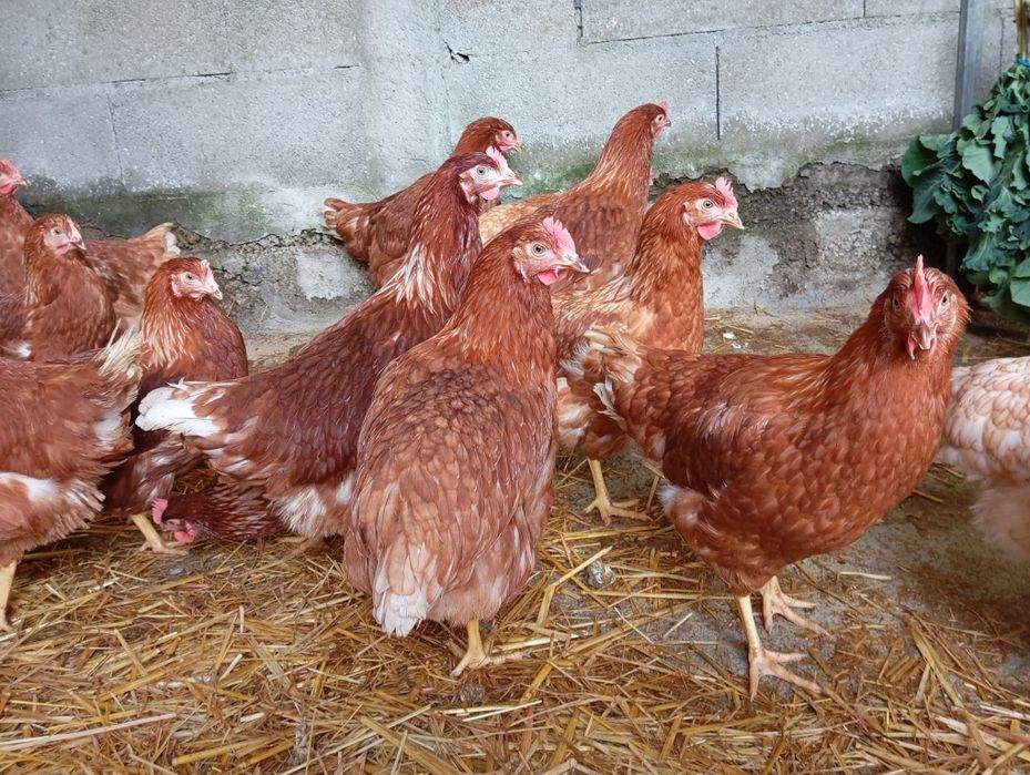 Galinhas poedeiras