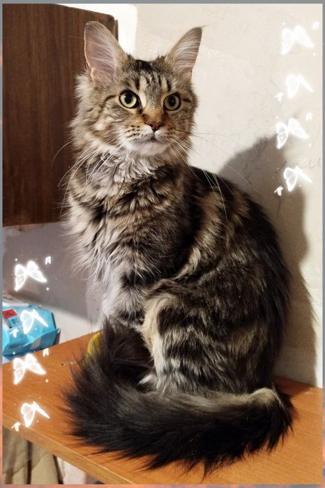 Кішечка,кішка,дівчинка,метис мейн куна,стерилізована,ніжна,ласкава