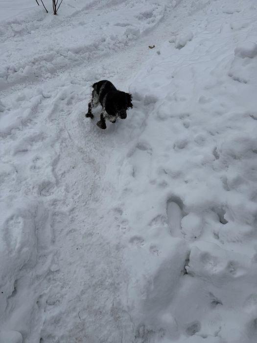 Продам  самку спанієль