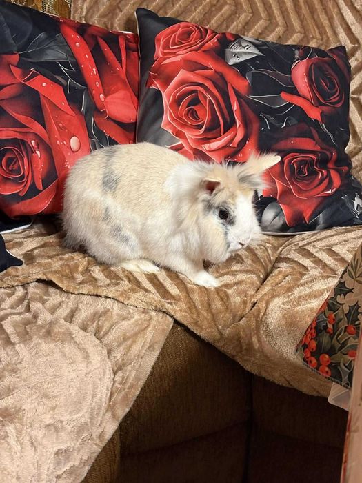 Królik miniaturka (samiczka) - karzełek Teddy, 3 lata