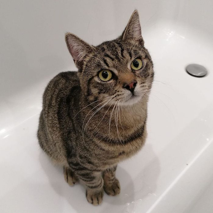 Kot Ignaś szuka domu!