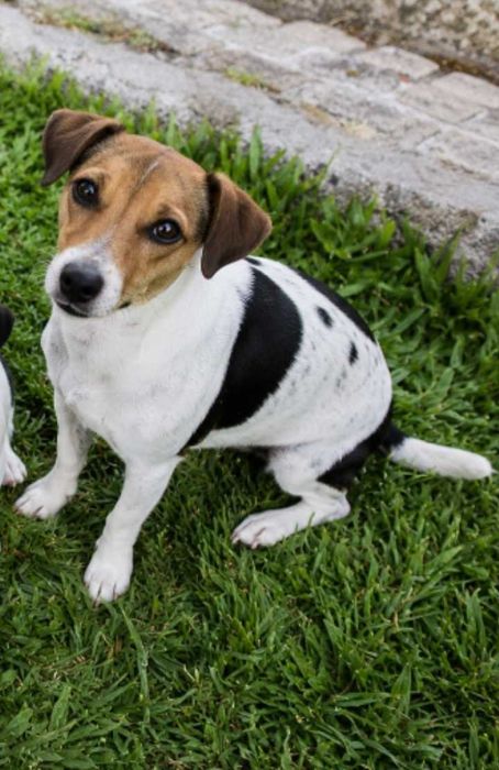 Jack Russel fêmea