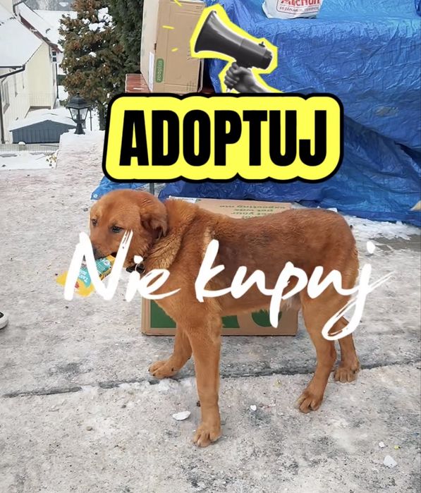 Misiowaty piesek Rey szuka domku