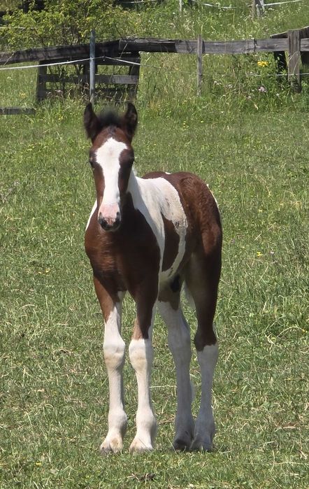 Irish Cob Ogierek