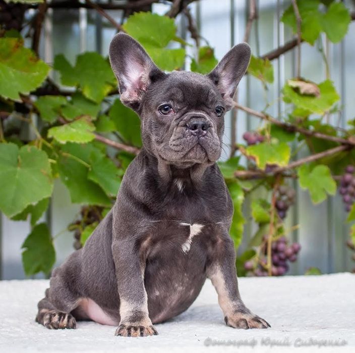 Французы взрослые