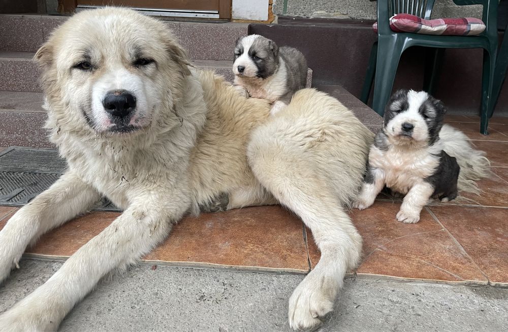 Цуценята кавказької вівчарки