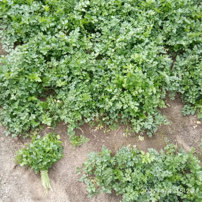 Pietruszka ekologiczna