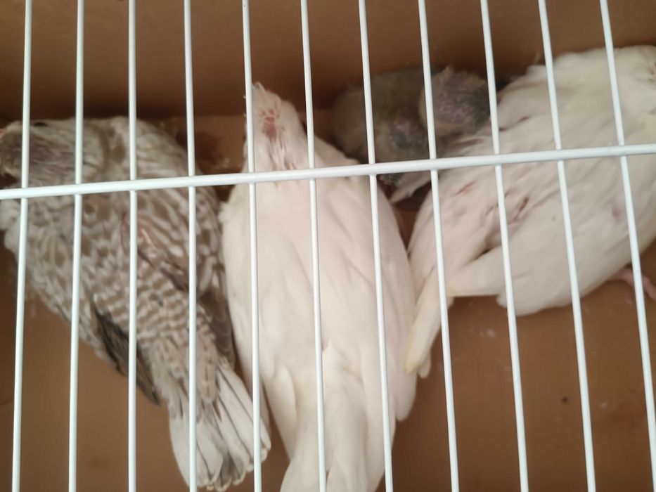 Vendo que a tua os bebés para criar à mão