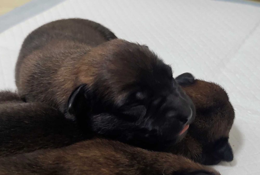 Owczarek Belgijski Malinois FCI