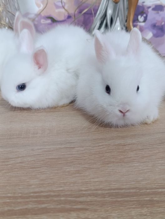 Карликовые кролики, самцы