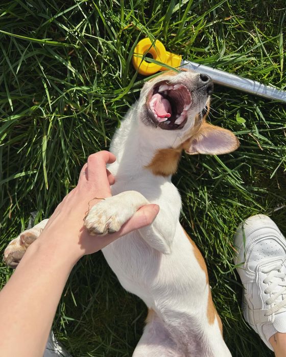 Порода Джек-Рассел 6 місяців