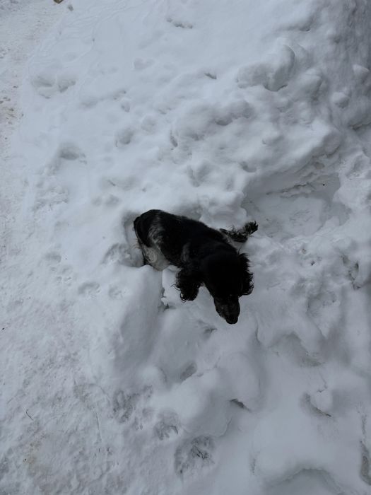 Продам  самку спанієль