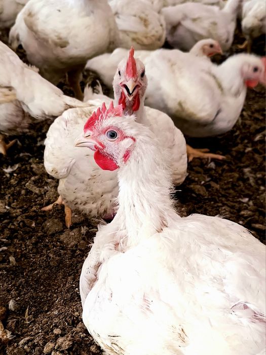 Brojlery mięsne bezpośrednio od hodowcy