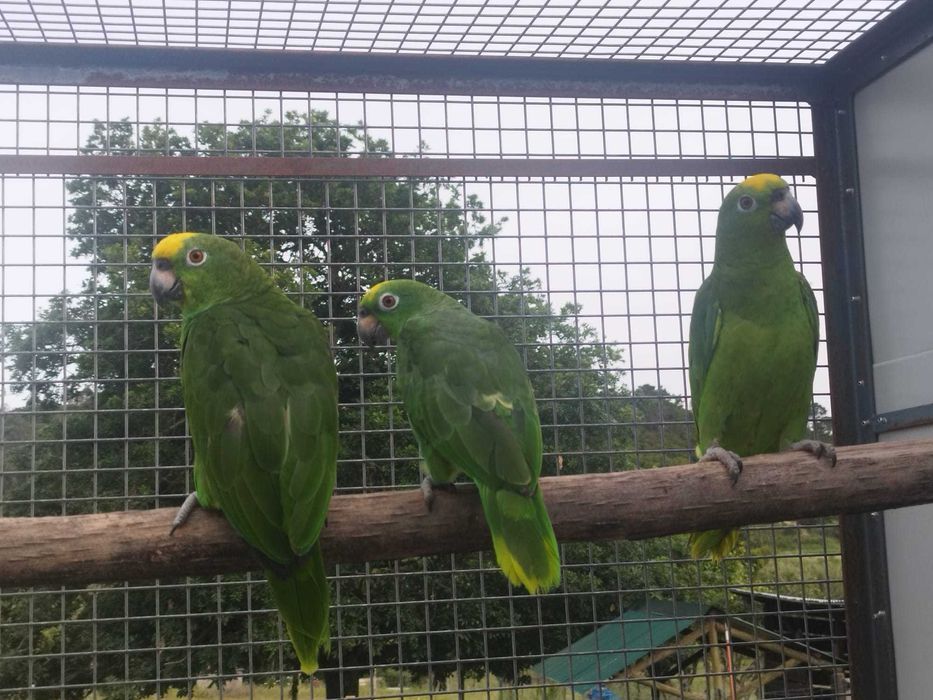 Amazonas Ochrocephala