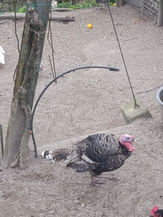 Perus machos garantidos