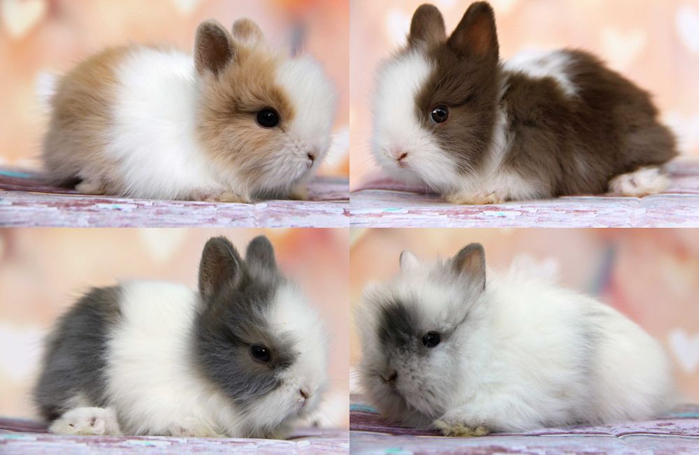 Króliczek Karzełki Teddy - transport 13.7.2024 do Jastrzębie-Zdrój