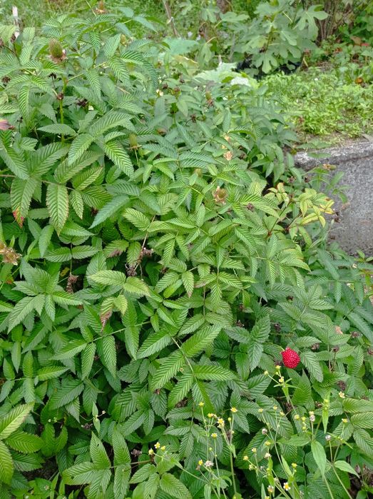 Малина мяу - мяу.