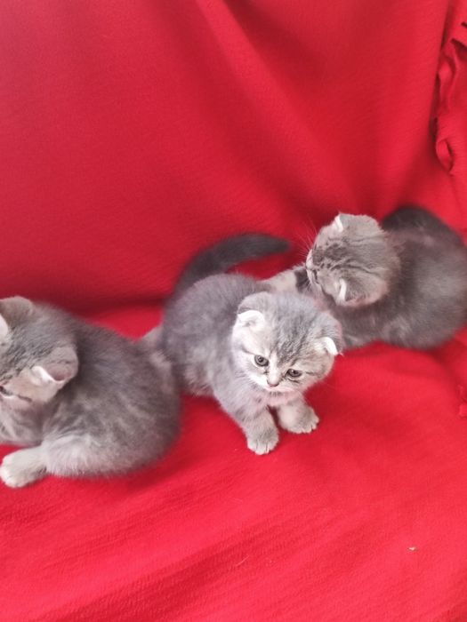 Шотландські кошенята
