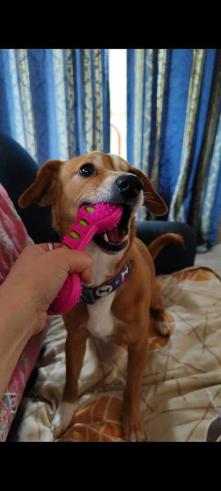 Adoção responsável