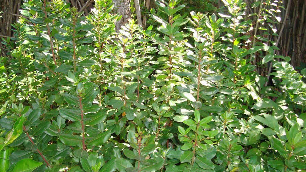 Vendo vasos Várias Plantas