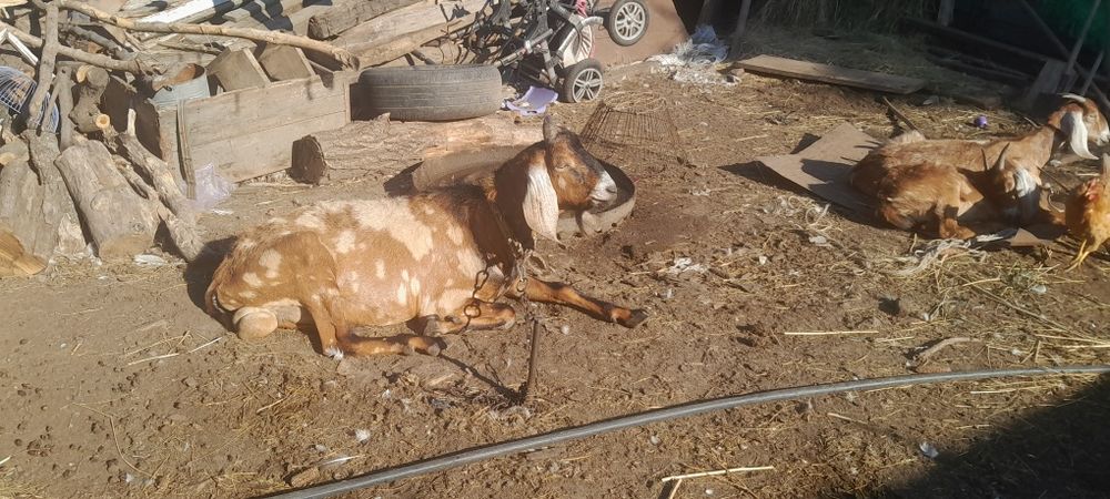 Англонубійські кози