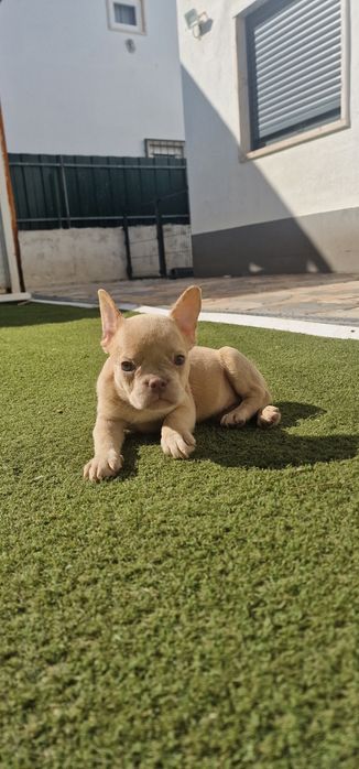 Menina bulldog frances isabella