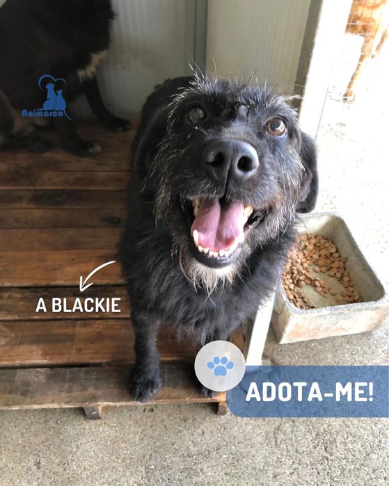 Blackie cadela joven porte medio