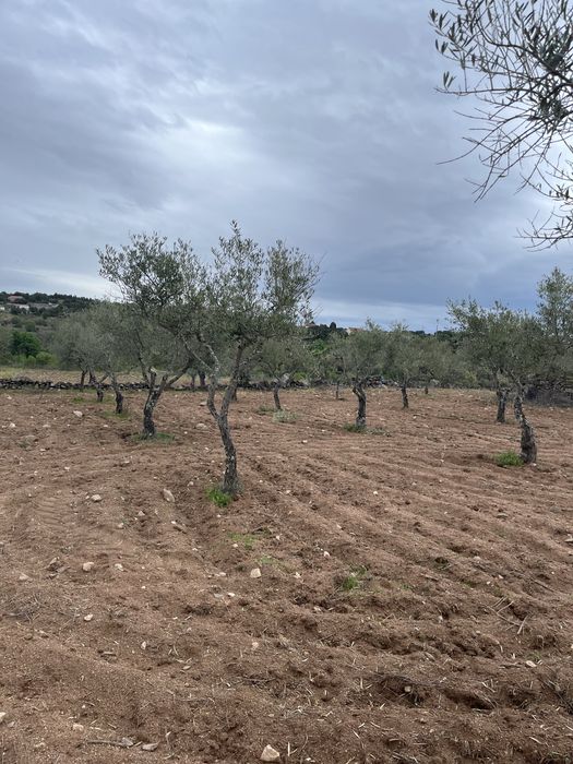 Oliveiras adultas para replantar