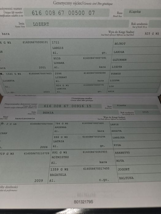 Klacz śląska, 5 letnia