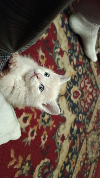 Відам котят в добрі руки