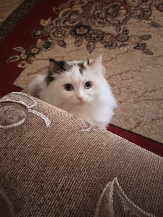 Кішка Махідевран