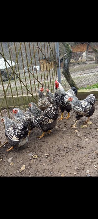 Продам інкубаційні яйця породистих курей