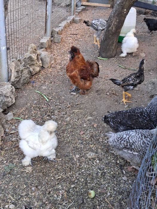 Macho sedosa do Japão