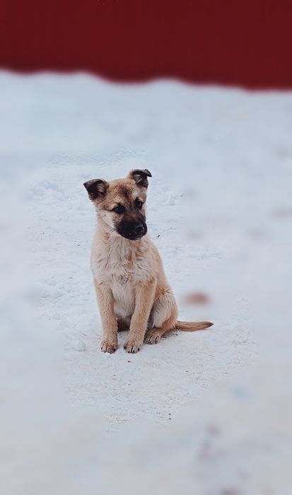 В добрі руки!!! Цуценята 4 місяці