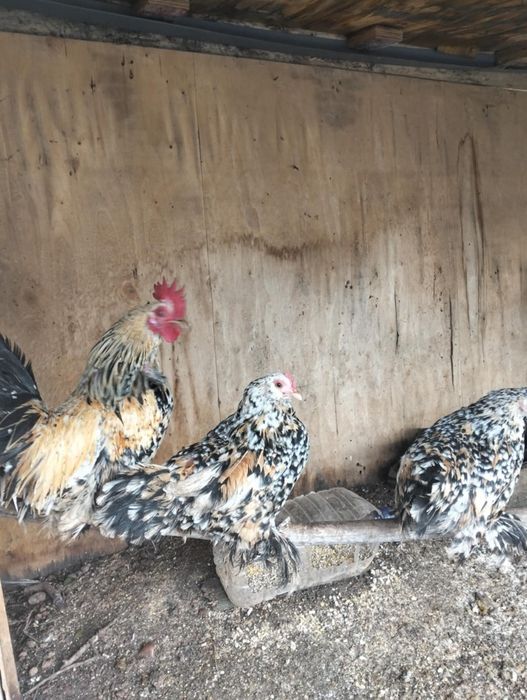 Caquitas  belgeares Mil Flores